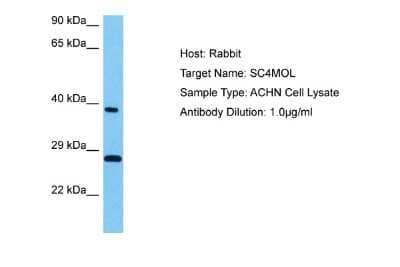 Western Blot: SC4MOL Antibody [NBP2-85691] - Host: Rabbit. Target Name: SC4MOL. Sample Tissue: Human ACHN Whole Cell lysates. Antibody Dilution: 1ug/ml