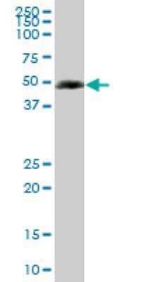 Western Blot: SC65 Antibody (1E12) [H00010609-M01] - SC65 monoclonal antibody (M01), clone 1E12. Western Blot analysis of SC65 expression in HepG2 ( Cat # L019V1 ).