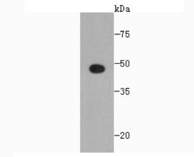 Western Blot: SCAI Antibody (7-A4) [NBP2-67920] - Western blot analysis of SCAI on Recombinant protein using anti-SCAI antibody at 1/1,000 dilution.