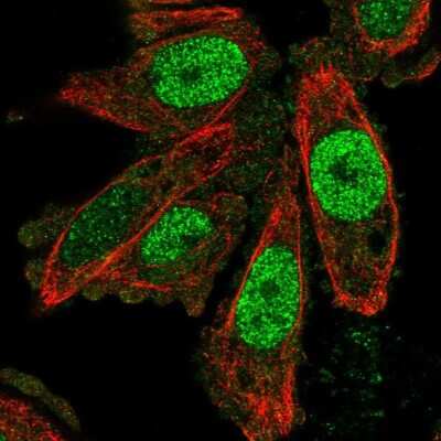 Immunocytochemistry/ Immunofluorescence SCAND1 Antibody