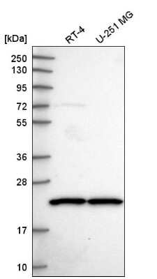 Western Blot SCAND1 Antibody