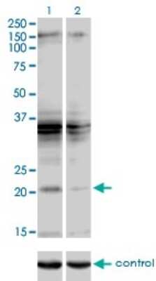 Western Blot SCAND2 Antibody (7B12) - Azide and BSA Free