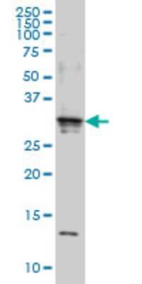 Western Blot SCAND2 Antibody (7B12) - Azide and BSA Free