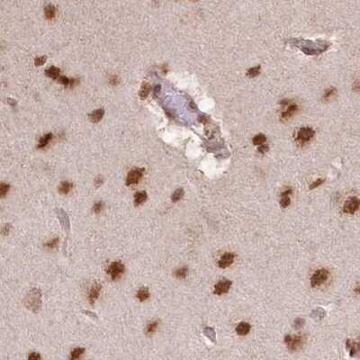 Immunohistochemistry-Paraffin: SCC112 Antibody [NBP1-87904] - Staining of human cerebral cortex.