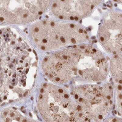 Immunohistochemistry-Paraffin: SCC112 Antibody [NBP1-87904] - Staining of human kidney.