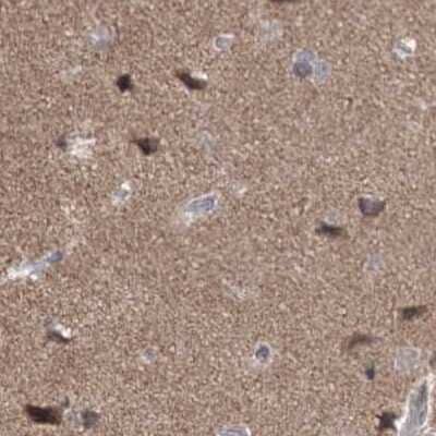 Immunohistochemistry-Paraffin: SCC112 Antibody [NBP2-38313] - Staining of human cerebral cortex.