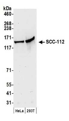 <b>Biological Strategies Validation. </b>Western Blot: SCC112 Antibody [NB100-426] - Samples: Whole cell lysate (50 ug) from HeLa and 293T cells prepared using NETN lysis buffer. Antibody: Affinity purified rabbit anti-SCC-112 antibody used for WB at 0.04 ug/ml. Detection: Chemiluminescence with an exposure time of 30 seconds.