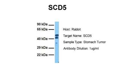 Western Blot SCD5 Antibody - BSA Free