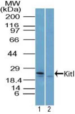 Western Blot: SCF/c-kit Ligand Antibody [NBP2-27162] - Analysis of SCF in mouse liver lysate in the 1) absence and 2) presence of immunizing peptide using this antibody at 4 ug/ml. Goat anti-rabbit Ig HRP secondary antibody  and PicoTect ECL substrate solution were used for test.