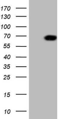 Western Blot: SCFD1 Antibody (10D8) [NBP2-45708] - Analysis of HEK293T cells were transfected with the pCMV6-ENTRY control (Left lane) or pCMV6-ENTRY SCFD1.