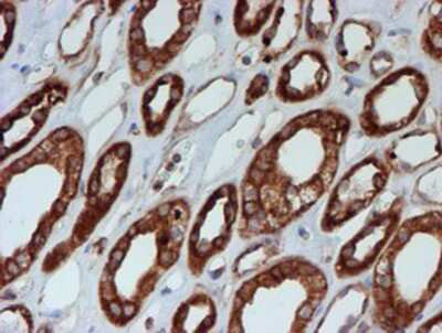 Immunohistochemistry-Paraffin: SCFD1 Antibody (5G4) [NBP2-02031] - Staining of paraffin-embedded Human Kidney tissue using anti-SCFD1 mouse monoclonal antibody.