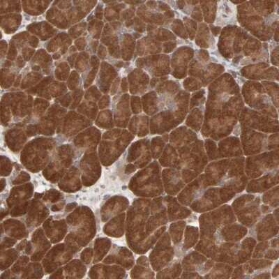 Immunohistochemistry-Paraffin: SCFD1 Antibody [NBP1-88418] - Staining of human pancreas shows strong cytoplasmic positivity in exocrine glandular cells.