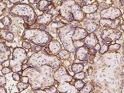 Immunohistochemistry-Paraffin: SCFD1 Antibody [NBP2-97778] - Immunochemical staining of human SCFD1 in human placenta with rabbit polyclonal antibody at 1:100 dilution, formalin-fixed paraffin embedded sections.