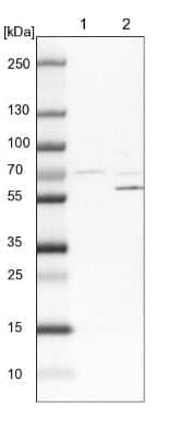 Western Blot SCFD1 Antibody