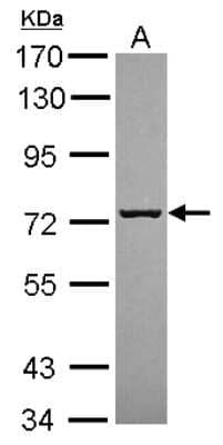 Western Blot: SCFD1 Antibody [NBP2-20268] - Sample (30 ug of whole cell lysate) A: U87-MG 7. 5% SDS PAGE gel, diluted at 1:5000.