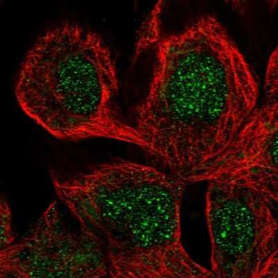 Immunocytochemistry/ Immunofluorescence SCFD2 Antibody