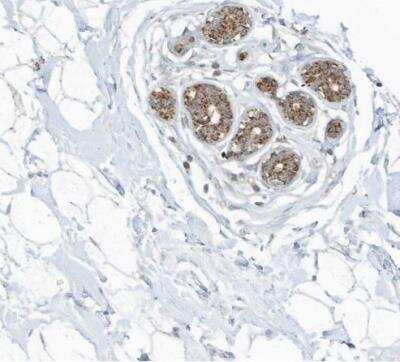 Immunohistochemistry-Paraffin SCGB1D2 Antibody - BSA Free