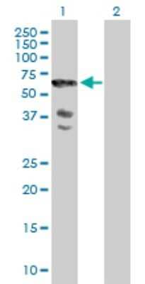 Western Blot: SCHIP1 Antibody [H00029970-B01P] - Analysis of SCHIP1 expression in transfected 293T cell line by SCHIP1 polyclonal antibody.  Lane 1: SCHIP1 transfected lysate(53.46 KDa). Lane 2: Non-transfected lysate.