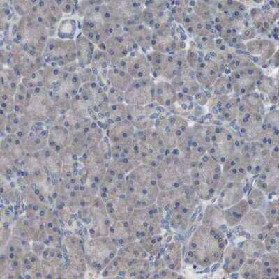 Immunohistochemistry-Paraffin: SCIMP Antibody [NBP2-48502] - Staining of human pancreas shows low expression as expected.