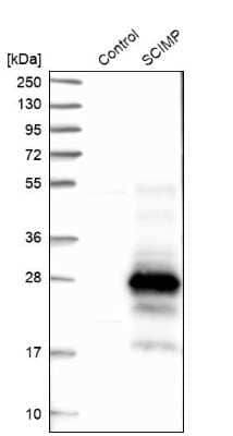 Western Blot: SCIMP Antibody [NBP2-48502] - Analysis in control (vector only transfected HEK293T lysate) and SCIMP over-expression lysate (Co-expressed with a C-terminal myc-DDK tag (3.1 kDa) in mammalian HEK293T cells).