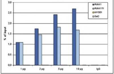 Chromatin Immunoprecipitation: SCL/Tal1 Antibody (C.15200012) [NBP2-59207] - ChIP was performed using K562 cells, the antibody against TAL1 and optimized PCR primer sets for qPCR. ChIP was performed with a ChIP-seq kit, using sheared chromatin from 4 million cells. A titration of the antibody consisting of 1, 2, 5 and 10 ug per ChIP experiment was analysed. IgG (2 ug/IP) was used as negative IP control. Quantitative PCR was performed with primers for the RUNX1 and RUNX1T1 genes, used as positive controls, and for the coding region of the inactive MYOD1 gene and the Sat2 satellite repeat, used as negative controls. Figure shows the recovery, expressed as a % of input (the relative amount of immunoprecipitated DNA compared to input DNA after qPCR analysis).