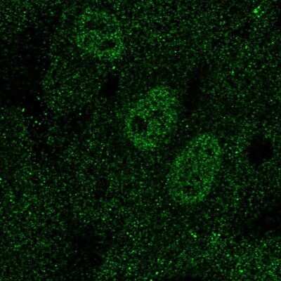 Immunocytochemistry/Immunofluorescence: SCL/Tal1 Antibody [NBP2-68973] - Staining of human cell line HUVEC TERT2 shows localization to nucleoplasm.