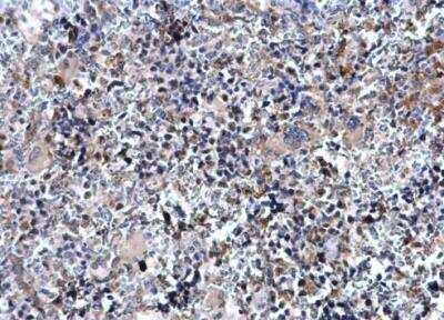 Immunohistochemistry-Paraffin: SCL/Tal1 Antibody [NBP1-33757] - Mouse spleen. TAL1 antibody [C2C3], C-term dilution: 1:500. Antigen Retrieval: Trilogy™ (EDTA based, pH 8.0) buffer, 15min.