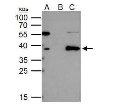 Immunoprecipitation: SCL/Tal1 Antibody [NBP1-33757] - IP Sample: 293T whole cell lysate/extract A. 40 ug 293T whole cell lysate/extract B. Control with 2 ug of preimmune rabbit IgG C. Immunoprecipitation of TAL1 protein by 2 ug of TAL1 antibody  12% SDS-PAGE The immunoprecipitated TAL1 protein was detected by TAL1 antibody  diluted at 1:1000. EasyBlot anti-rabbit IgG  was used as a secondary reagent.