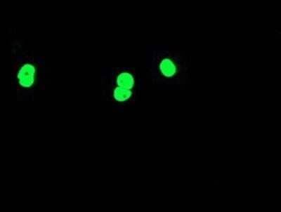 Immunocytochemistry/Immunofluorescence: SCL/Tal1 Antibody (OTI5H1) - Azide and BSA Free [NBP2-74022] - Staining of COS7 cells transiently transfected by pCMV6-ENTRY Tal1.