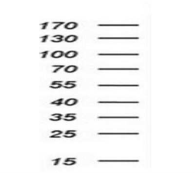 Western Blot: SCL/Tal1 Antibody (OTI5H1) - Azide and BSA Free [NBP2-74022] - Analysis of extracts (10ug) from 2 different cell lines by using anti-TAL1 monoclonal antibody at 1:200.