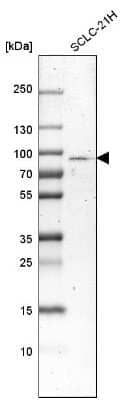 Western Blot: SCLT1 Antibody [NBP1-93891] - Analysis in human cell line SCLC-21H.