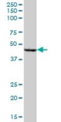 Western Blot: SCLY Antibody [H00051540-B01P] - Analysis of SCLY expression in human liver.