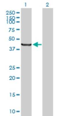 Western Blot: SCLY Antibody [H00051540-B01P] - Analysis of SCLY expression in transfected 293T cell line by SCLY polyclonal antibody.  Lane 1: SCLY transfected lysate(48.95 KDa). Lane 2: Non-transfected lysate.