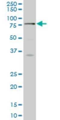 Western Blot: SCMH1 Antibody (1H2) [H00022955-M02] - SCMH1 monoclonal antibody (M02), clone 1H2 Analysis of SCMH1 expression in HepG2.