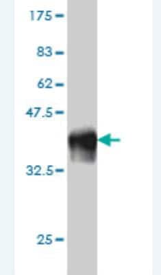 Western Blot: SCMH1 Antibody (2D7) [H00022955-M01] - Detection against Immunogen (36.63 KDa) .