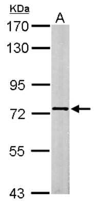 Western Blot: SCMH1 Antibody [NBP2-20269] - Sample (20 ug of whole cell lysate) A: mouse brain 7. 5% SDS PAGE gel, diluted at 1:10000.