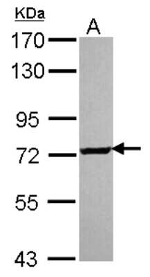 Western Blot SCMH1 Antibody - BSA Free