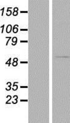 Western Blot SCMH1 Overexpression Lysate