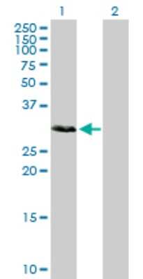 Western Blot: SCML1 Antibody [H00006322-D01P] - Analysis of SCML1 expression in transfected 293T cell line by SCML1 polyclonal antibody.Lane 1: SCML1 transfected lysate(23.10 KDa).Lane 2: Non-transfected lysate.
