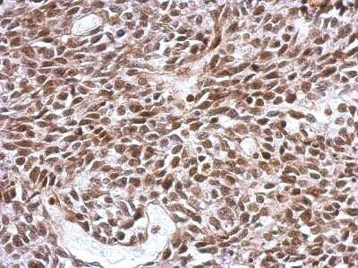 Immunohistochemistry-Paraffin SCML4 Antibody