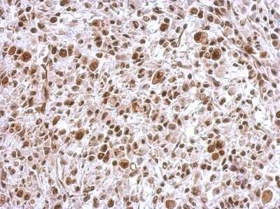 Immunohistochemistry-Paraffin SCML4 Antibody