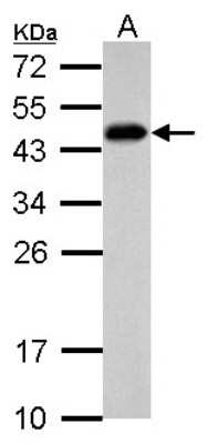 Western Blot SCML4 Antibody