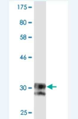 Western Blot: SCN11A Antibody (2B10) [H00011280-M02] -  Detection against Immunogen (33 KDa) .