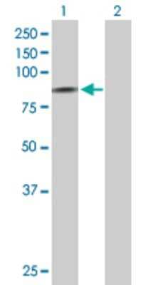 Western Blot: SCNN1D Antibody [H00006339-D01P] - Analysis of SCNN1D expression in transfected 293T cell line by SCNN1D polyclonal antibody.Lane 1: SCNN1D transfected lysate(70.20 KDa).Lane 2: Non-transfected lysate.