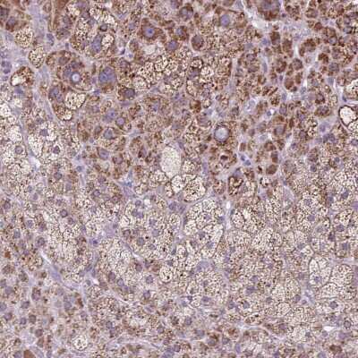 Immunohistochemistry-Paraffin: SCO2 Antibody [NBP2-47287] - Staining of human adrenal gland shows strong cytoplasmic positivity in glandular cells.