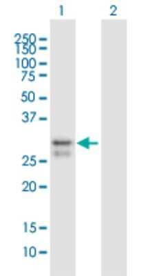 Western Blot: SCO2 Antibody [H00009997-B01P] - Analysis of SCO2 expression in transfected 293T cell line by SCO2 polyclonal antibody.  Lane 1: SCO2 transfected lysate(29.26 KDa). Lane 2: Non-transfected lysate.