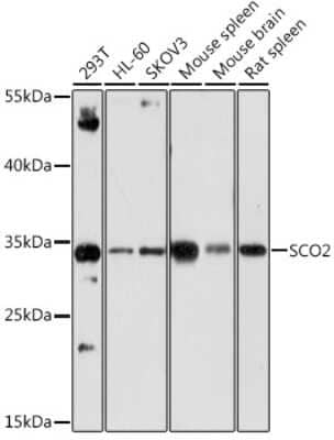 Western Blot: SCO2 Antibody [NBP2-94525] - Analysis of extracts of various cell lines, using SCO2 . Exposure time: 3min.