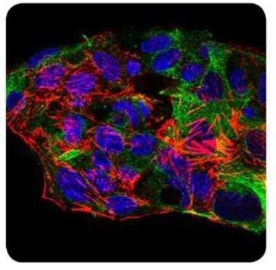 Immunocytochemistry/Immunofluorescence: SCP3/SYCP3 Antibody (6F9C5) - Azide and BSA Free [NBP2-80942] - Analysis of HepG2 cells using SCP3 mouse mAb (green). DRAQ5 fluorescent DNA dye (blue). Actin filaments have been labelled with Alexa Fluor-555 phalloidin (red). Image from the standard format of this antibody.