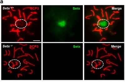 Immunocytochemistry/Immunofluorescence: SCP3/SYCP3 Antibody [NB300-230] - Senataxin is SUMOylated at the XY chromosomes in spermatocytes. Immunostaining for senataxin revealed its localization to the XY chromosomes as a diffuse cloud during the pachytene stage in spermatocytes of Setx+/+ mice. Some background staining was also observed on the autosomes. As expected, no senataxin was detected in Setx-/- spermatocytes. Dotted circle, XY chromosomes. Image collected and cropped by CiteAb from the following publication (//www.nature.com/articles/celldisc201525), licensed under a CC-BY license.