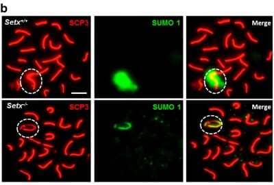 Immunocytochemistry/Immunofluorescence: SCP3/SYCP3 Antibody [NB300-230] - Senataxin is SUMOylated at the XY chromosomes in spermatocytes. Immunostaining for SUMO-1 in Setx+/+ and Setx-/- spermatocytes revealed a diffuse staining over the XY chromosomes in Setx+/+ spermatocytes. In contrast, staining was largely restricted to the axes of the XY chromosomes in Setx-/- spermatocytes. Dotted circle, XY chromosomes. Image collected and cropped by CiteAb from the following publication (//www.nature.com/articles/celldisc201525), licensed under a CC-BY license.